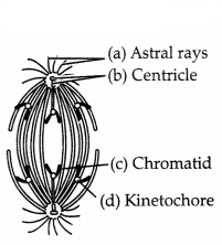 CBSE Sample Papers for Class 11 Biology Set 3 with Solutions 8