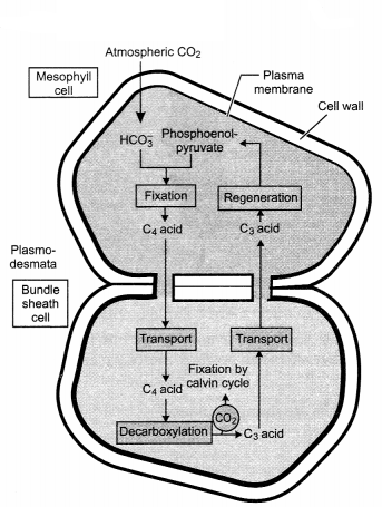 CBSE Sample Papers for Class 11 Biology Set 3 with Solutions 9