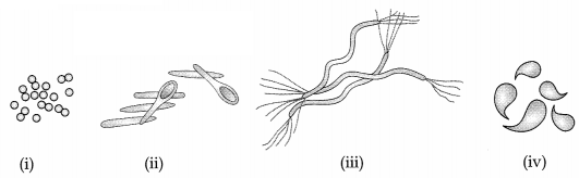 CBSE Sample Papers for Class 11 Biology Set 4 with Solutions 1