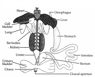 CBSE Sample Papers for Class 11 Biology Set 4 with Solutions 10