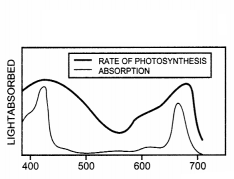 CBSE Sample Papers for Class 11 Biology Set 4 with Solutions 11