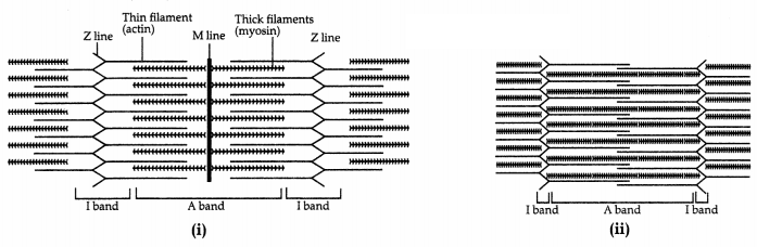 CBSE Sample Papers for Class 11 Biology Set 4 with Solutions 12