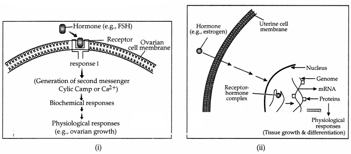 CBSE Sample Papers for Class 11 Biology Set 4 with Solutions 13