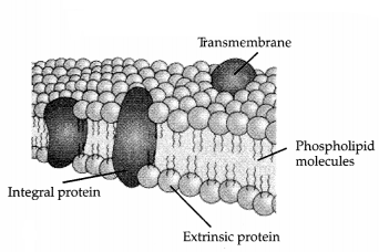 CBSE Sample Papers for Class 11 Biology Set 4 with Solutions 14