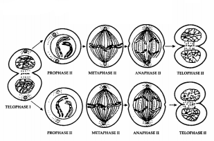 CBSE Sample Papers for Class 11 Biology Set 4 with Solutions 15