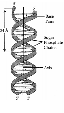 CBSE Sample Papers for Class 11 Biology Set 4 with Solutions 16