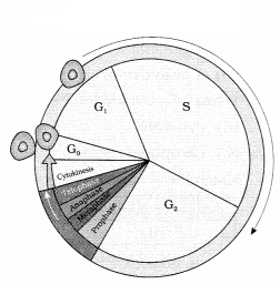 CBSE Sample Papers for Class 11 Biology Set 4 with Solutions 3