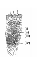 CBSE Sample Papers for Class 11 Biology Set 4 with Solutions 4