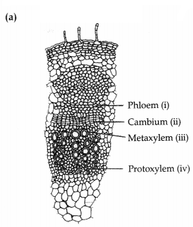 CBSE Sample Papers for Class 11 Biology Set 4 with Solutions 5