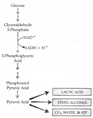 CBSE Sample Papers for Class 11 Biology Set 4 with Solutions 6