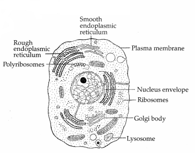 CBSE Sample Papers for Class 11 Biology Set 4 with Solutions 7