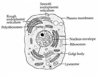 CBSE Sample Papers for Class 11 Biology Set 4 with Solutions 8