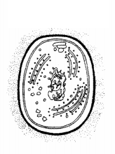 CBSE Sample Papers for Class 11 Biology Set 5 with Solutions 11