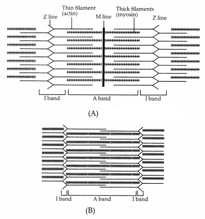 CBSE Sample Papers for Class 11 Biology Set 5 with Solutions 12