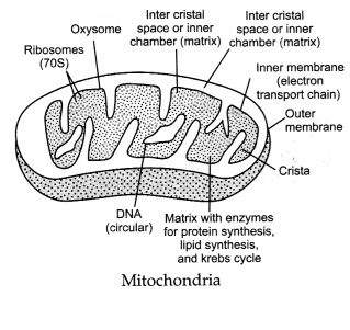 CBSE Sample Papers for Class 11 Biology Set 5 with Solutions 13