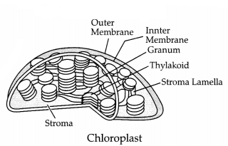 CBSE Sample Papers for Class 11 Biology Set 5 with Solutions 14