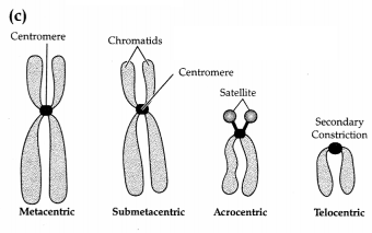 CBSE Sample Papers for Class 11 Biology Set 5 with Solutions 15