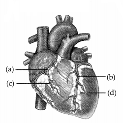 CBSE Sample Papers for Class 11 Biology Set 5 with Solutions 2