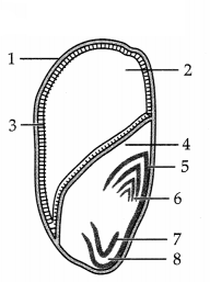 CBSE Sample Papers for Class 11 Biology Set 5 with Solutions 7