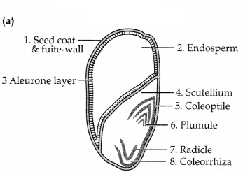 CBSE Sample Papers for Class 11 Biology Set 5 with Solutions 8