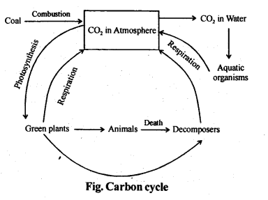 NCERT Solutions For Class 12 Biology Ecosystem Q13