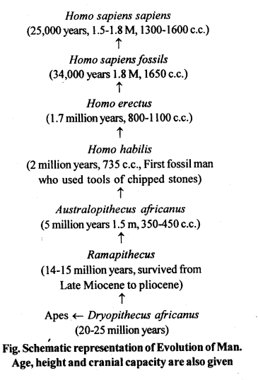 NCERT Solutions For Class 12 Biology Evolution Q9