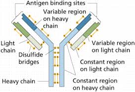 NCERT Solutions For Class 12 Biology Human Health and Disease Q9