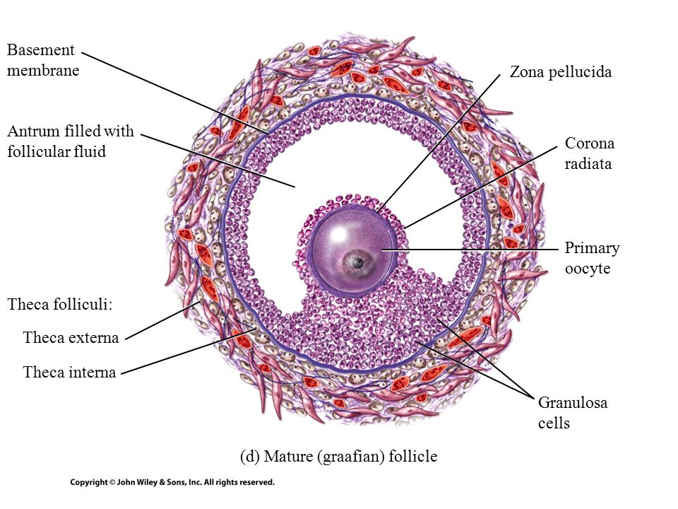 NCERT Solutions For Class 12 Biology Human Reproduction Q14