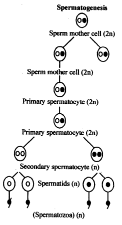 NCERT Solutions For Class 12 Biology Human Reproduction Q6