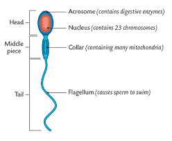 NCERT Solutions For Class 12 Biology Human Reproduction Q9