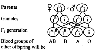 NCERT Solutions For Class 12 Biology Principles of Inheritance and Variation Q12