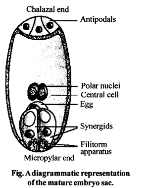 NCERT Solutions For Class 12 Biology Sexual Reproduction in Flowering Plants Q6