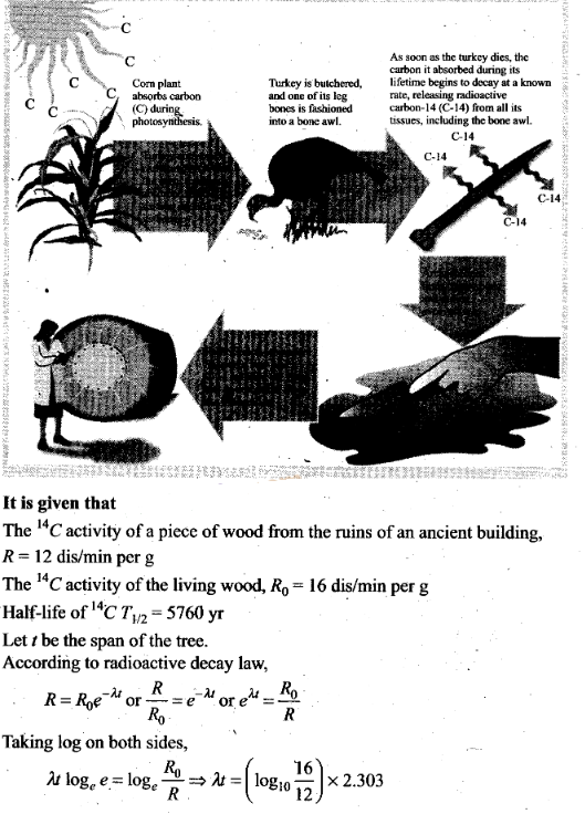 NCERT Exemplar Class 12 Physics Chapter 13 Nuclei Img 19