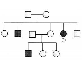 CBSE Sample Papers for Class 12 Biology Set 1 with Solutions 1