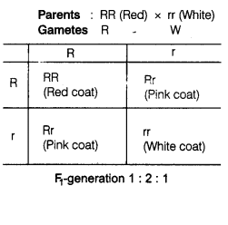 CBSE Sample Papers for Class 12 Biology Set 1 with Solutions 15