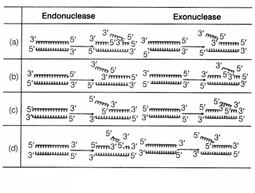 CBSE Sample Papers for Class 12 Biology Set 1 with Solutions 2