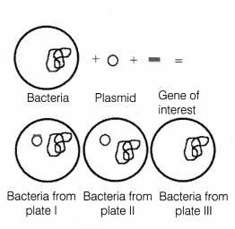 CBSE Sample Papers for Class 12 Biology Set 1 with Solutions 6