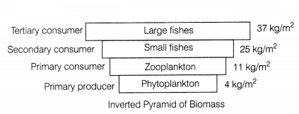 CBSE Sample Papers for Class 12 Biology Set 1 with Solutions 7