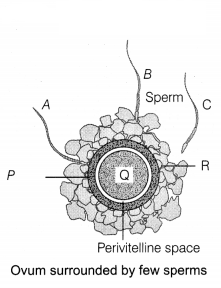 CBSE Sample Papers for Class 12 Biology Set 1 with Solutions 8