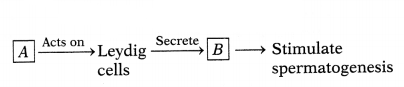 CBSE Sample Papers for Class 12 Biology Set 10 with Solutions 1