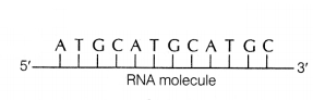 CBSE Sample Papers for Class 12 Biology Set 10 with Solutions 10