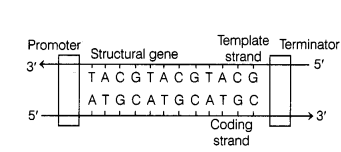 CBSE Sample Papers for Class 12 Biology Set 10 with Solutions 12