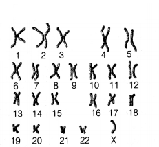 CBSE Sample Papers for Class 12 Biology Set 10 with Solutions 13