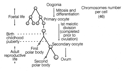 CBSE Sample Papers for Class 12 Biology Set 10 with Solutions 15