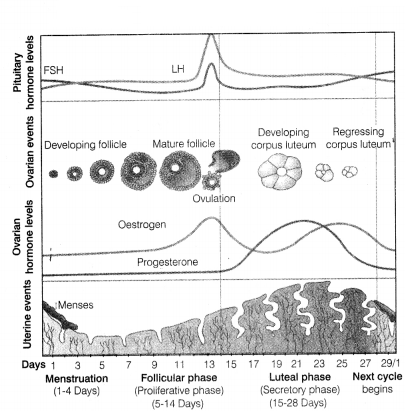 CBSE Sample Papers for Class 12 Biology Set 10 with Solutions 16