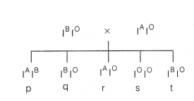 CBSE Sample Papers for Class 12 Biology Set 10 with Solutions 3