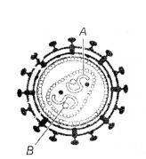 CBSE Sample Papers for Class 12 Biology Set 10 with Solutions 4