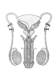 CBSE Sample Papers for Class 12 Biology Set 10 with Solutions 6