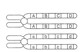 CBSE Sample Papers for Class 12 Biology Set 10 with Solutions 7