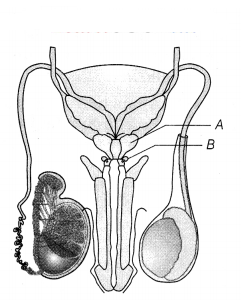 CBSE Sample Papers for Class 12 Biology Set 10 with Solutions 9